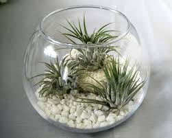 It means that you can place an air plant in just about any spot in your house. How To Grow Air Plants