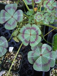 Image result for Oxalis tetraphylla