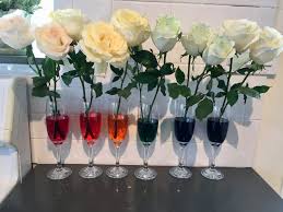 White flowers are great for doing this color changing experiment. How Plants Drink Lesson Experiment The Cheeky Homemaker