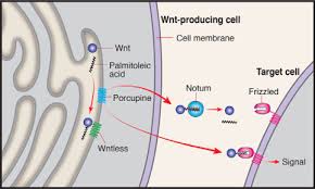 Animal cells are attached to neighboring cells by all of the following except. New Twists In Drosophila Cell Signaling Journal Of Biological Chemistry