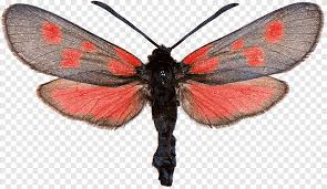 A butterfly of the family nymphalidae. Gossamer Winged Butterflies Brush Footed Butterflies Silkworm Six Spot Burnet Narrow Bordered Five Spot Burnet Butterfly Brush Footed Butterfly Insects Png Pngegg