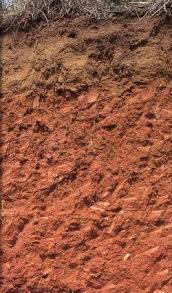 The soil in the desert regions of limestone, containing clayey impurities, which, being insoluble, are deposited as clay; Ultisol Wikipedia