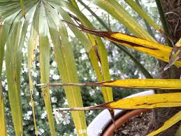 Die bayern 1 pflanzenexpertin karin greiner beantwortet ihre wie pflege ich einen glücksbambus? Braune Blattspitzen An Der Palme Winterschaden Gartenpflege Tipps