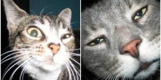Kedi Alerjisi Nasil Gecer Kedi Patiliyo Com