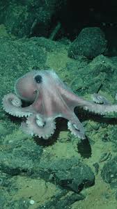 Image result for Sladeniaceae