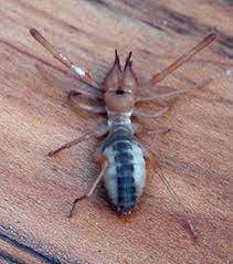 A camel spider is actually a solpugid, and there are about 900 species of them known to date. Windscorpions Sunspiders Of Colorado 5 589 Extension