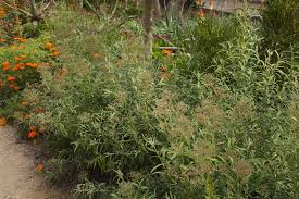 Image result for Buddleja saligna