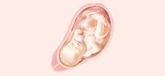 Ssw, vielleicht auch schon etwas früher. 35 Ssw Symptome Und Schwangerschaftsentwicklung Pampers