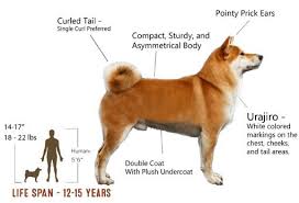 Shiba Inu Information Goldenacresdogs Com