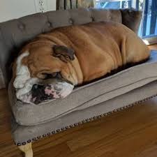 3845 Begenme 113 Yorum Instagram Da Winston Lifeofwinston Me Trying Out New Positions My Paws Get Cold English Bulldog Puppies English Bulldog Bulldog