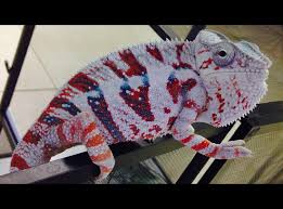 Beautiful Panther Chameleon Chameleon Pet Cute Reptiles Types Of Chameleons
