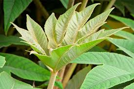 Image result for Tetrapanax