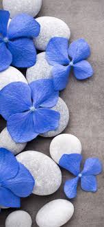 Be inspired by the beauty of nature with this gorgeous collection of flower wallpapers and images. Blue Flower Iphone Wallpapers Top Free Blue Flower Iphone Backgrounds Wallpaperaccess