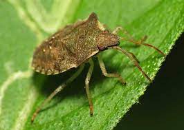 Killing a stink bug can be a messy, unpleasant matter, since many methods will cause the bug to release an extremely pungent odor. How To Get Rid Of Stink Bugs Australian Handyman Magazine