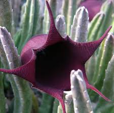 Succulent with red bell flowers. Stapelia Leendertziae Bell Stapelia 5 Seeds Onszaden