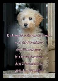 Freund Fur S Leben Tiere Hund Hunde Hunde Gedichte