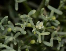Image result for Zygophyllum leucocladum