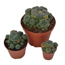 The peyote cactus grows primarily in mexico—in the chihuahuan desert and the scrublands of coahuila, nuevo león peyote plant locations have shifted and diminished over time, though. Peyote Cactus Huge Cluster Avalon Magic Plants