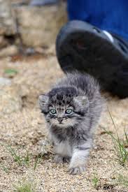 Don't miss what's happening in your neighborhood. Rescuing Cobalt Eyed Baby Of The World S Fluffiest Cat