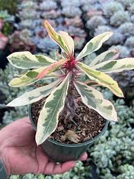 Image result for Euphorbia pfeilii