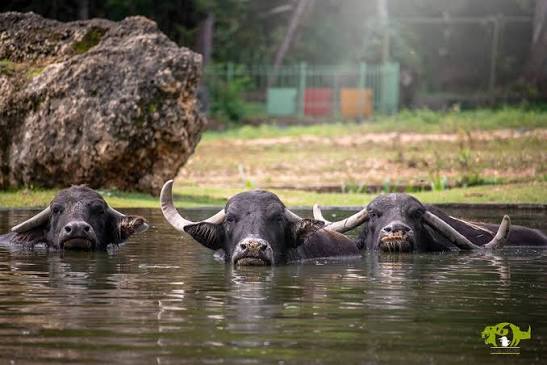 TU CARA CUANDO… Estas tranquilito y fresquecito en la piscina con tus bff, feliz, sin preocupaciones, así versión Hakuna Matata😎 Y entonces de la nada, desde afuera alguien te vocea que salgas