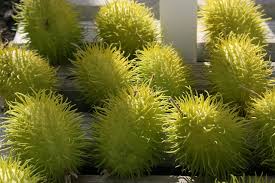 Image result for Cucumis zeyheri