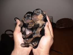 Lauren on december 12 at 12:19 am said: Yorkies And Newborn Babies Newborn Baby