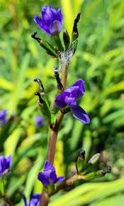 Image result for Aristea ecklonii