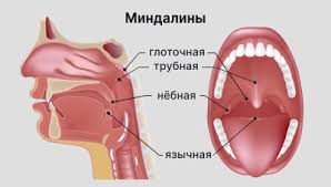 Классификация