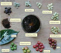 Coffee Life Cycle Kaffeebohnen Kaffeepflanze Kaffeerosterei