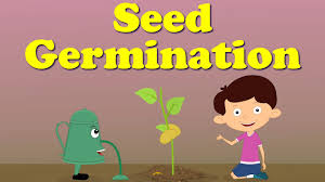 Seed Germination Aumsum