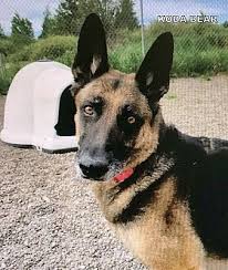 Our purebred german shepherd puppies for sale in michigan are bred using world class imported german shepherds that are out of the west german lines. Hibbing Mn German Shepherd Dog Meet Koda Bear A Pet For Adoption