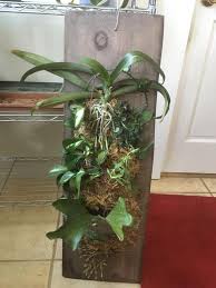 Image result for Satyrium carsonii