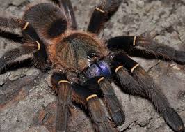 Blue Fang Skeleton Tarantula Spider Blauwehoektandskelet Vogelspin Blue Fang Spider Tarantula