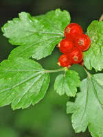 If rabbit damage is found you can protect the plant with a fence formed with hardware. Alpine Currant For Sale Treetime Ca