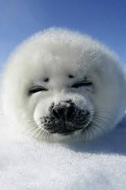 Happy Earth Day 2014 Inspired Living Celebrating Life The Silver Pen Cute Animal Pictures Harp Seal Baby Seal
