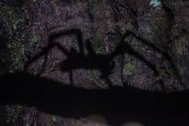 Bite of brazilian wandering spider. Natural Viagra Spider Bite Causes Erection Live Science