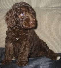 We did not find results for: Labradoodle Pictures Pictures Of Labradoodles