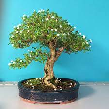 Untitled Flickr Photo Sharing Bonsai Tree Types Bonsai Tree Care Bonsai Garden