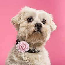leinuosen 20 pieces dog collar flowers pet bow tie flower collars for puppy collar grooming accessories 8 cm see this gr puppy collars pet bows pet bow ties