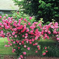 However, deer prefer not to eat many kinds of flowers, both annuals and perennials, in different colors, sizes and types of foliage. A Guide To Roses Types And Care