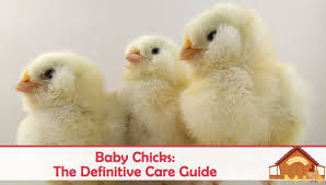 Stomach of child with breakthrough varicella. Baby Chicks The Definitive Care Guide The Happy Chicken Coop