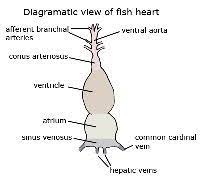 Open 1 answers 3341 views. What Types Of Animals Have A Two Chambered Heart Quora