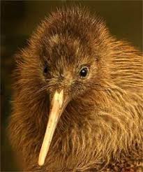 Facts About The Kiwi Bird Habitat For Kids Kiwi Bird Pet Birds Birds