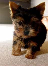 Pin By Rachel Harden On Cuteness Teacup Yorkie Puppy Yorkie Puppy Cute Animals