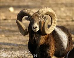 Wildpark Ernstbrunn Tiere Tierpark Wilde Tiere
