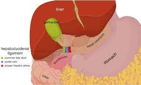 The inguinal ligament is a fibrous band extending from anterior superior iliac spine to the pubic tubercle which is thick in nature is known as the inguinal ligament. Ù…Ù„Ù Hepatoduodenal Ligament En Svg ÙˆÙŠÙƒÙŠØ¨ÙŠØ¯ÙŠØ§