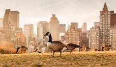 In this short platespin migrate demo video we provide a complete overview of the migration workflow when migrating windows and linux servers to amazon web. 30 Bird Control For Commerical Businesses Ideas Bird Control Bird Repellents Bird