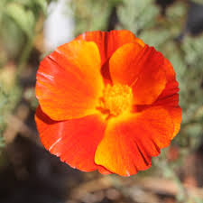 Image result for Eschscholzia