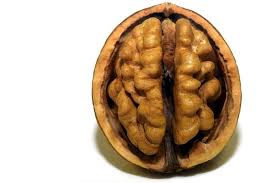 Ngemil walnut juga disarankan untuk turunkan berat badan. Walnut Si Brain Food Yang Paling Bergizi Dari Semua Kacang Semua Halaman Bobo